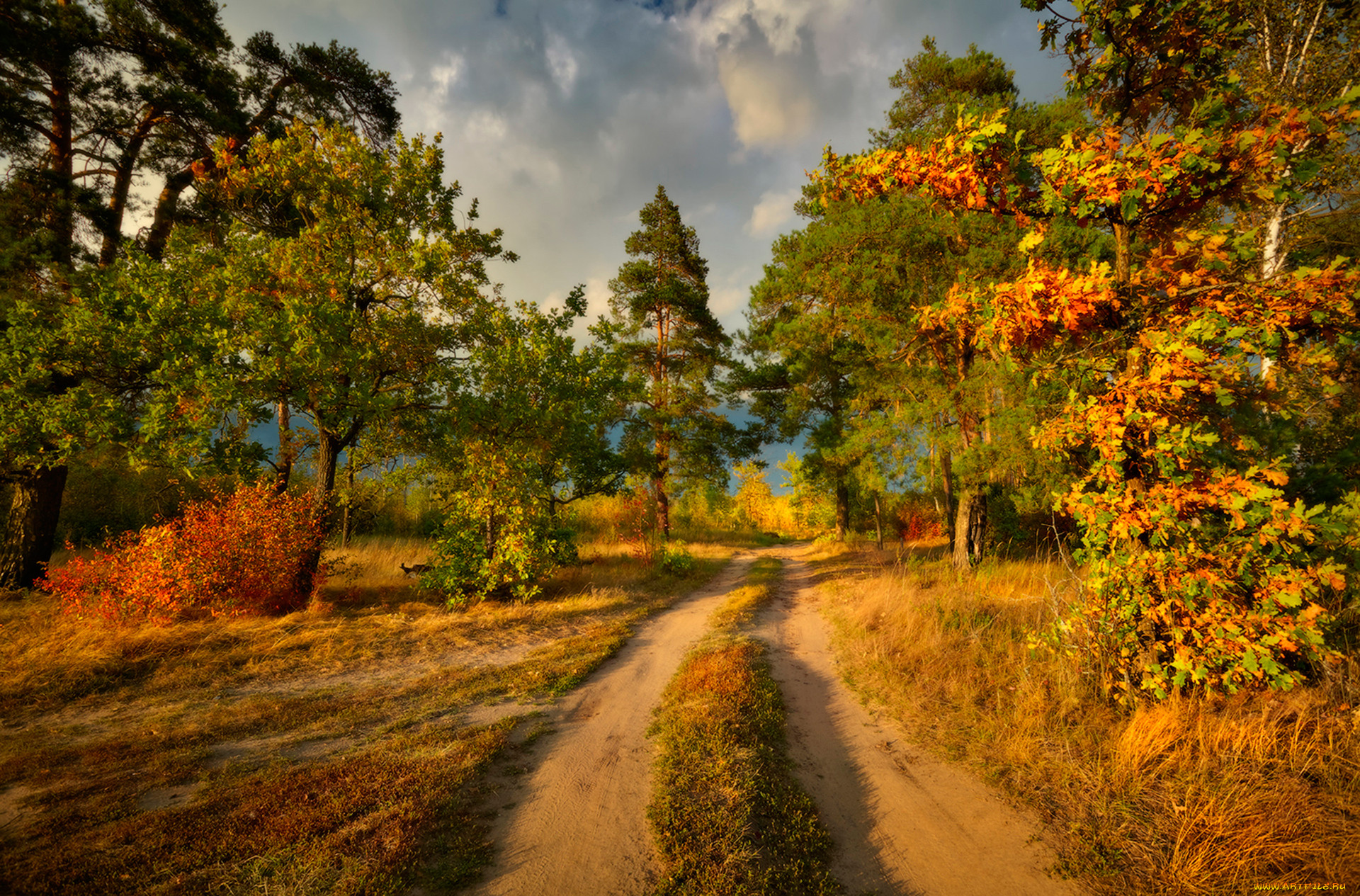 Картинка осенняя природа. Осенний лес. Осень в лесу. Пейзаж осени. Сентябрьский пейзаж.